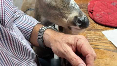 Can't Say No to Maggie the Deer