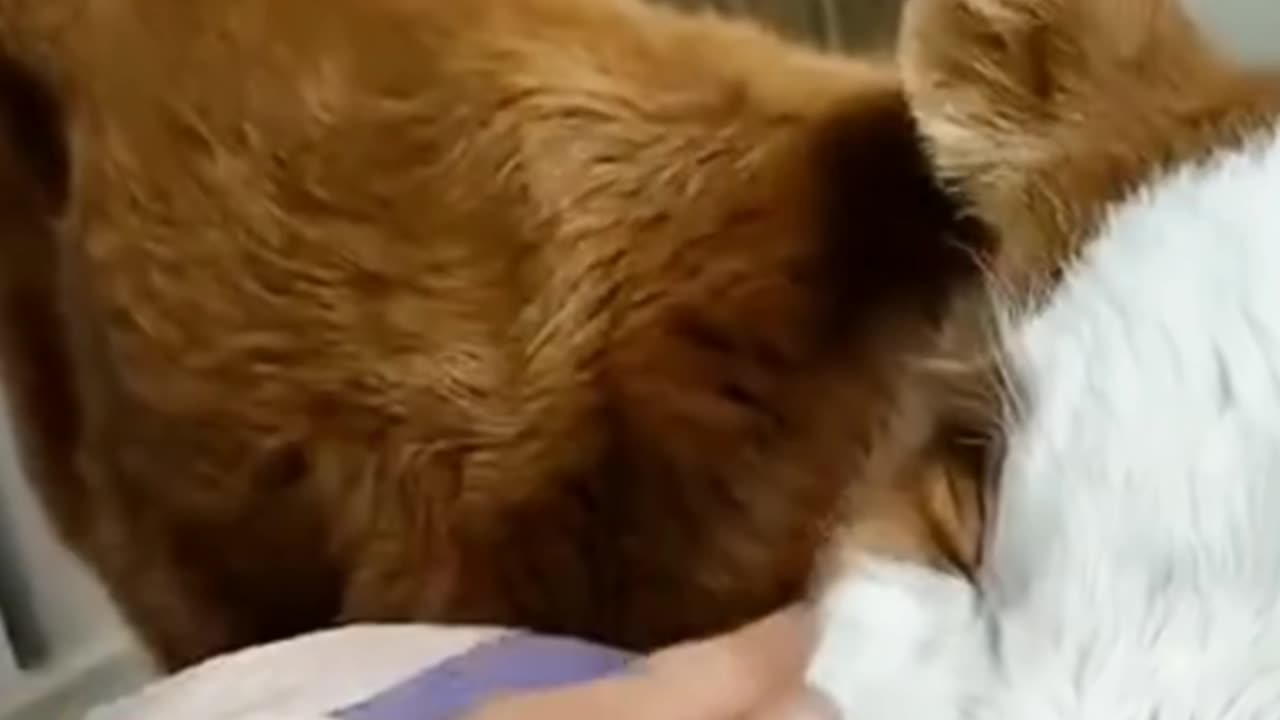 Animal careing