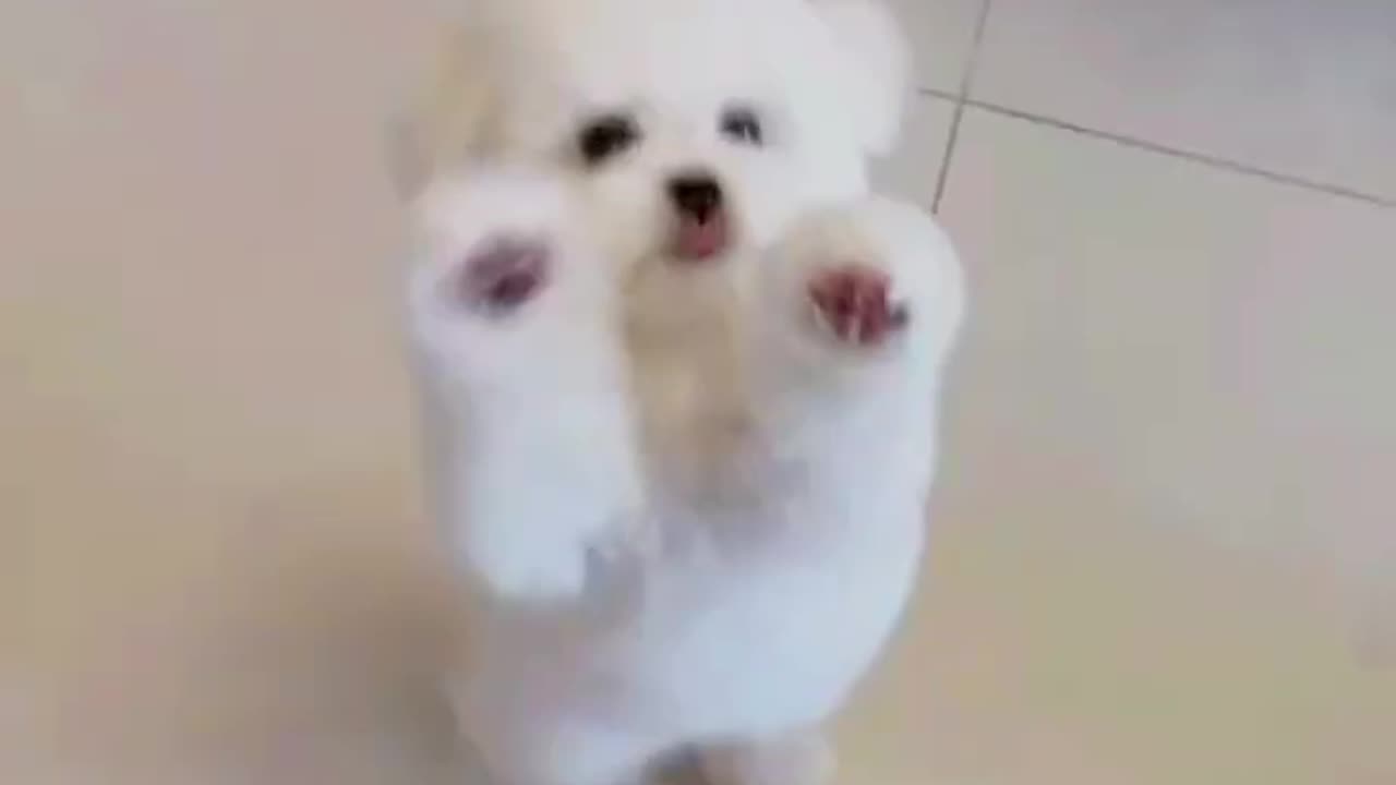 Cute Puppies Funny Moments