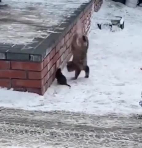 Real life Tom and Jerry