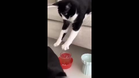 Funny animal videos 2023