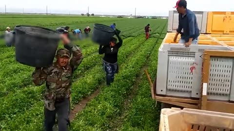 How American Farm Workers Harvest Millions Of Tons Of Vegetables