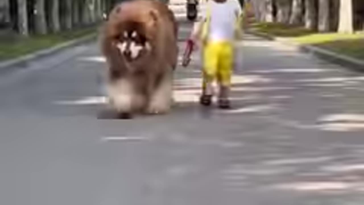 Animal Transformation Before and After - Funny Animal Shorts