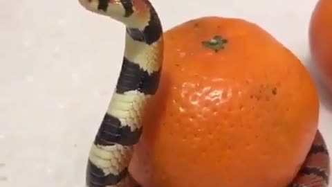 🐍🍊 Watch This Snake's Crazy Protection Instinct! | FeedMyCuriosity