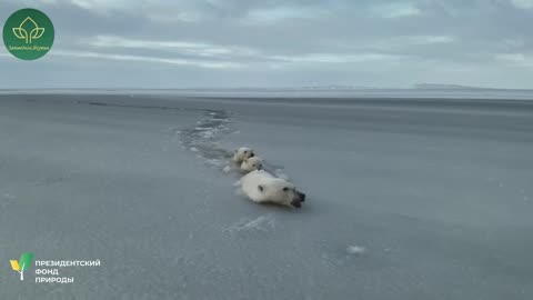 Mama polar bear arctic ice breaker