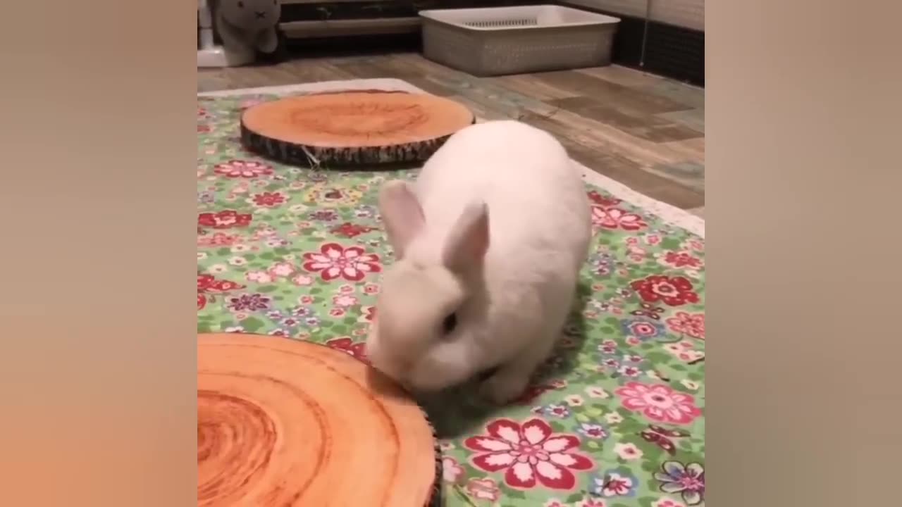 2025 Funny videos of little bunnies 🐇 cute bunnies