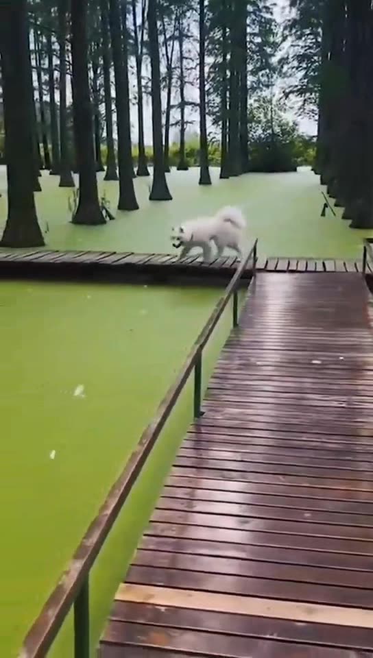 Cats and Dogs are Funny