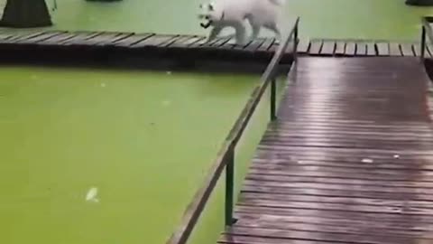 Cats and Dogs are Funny