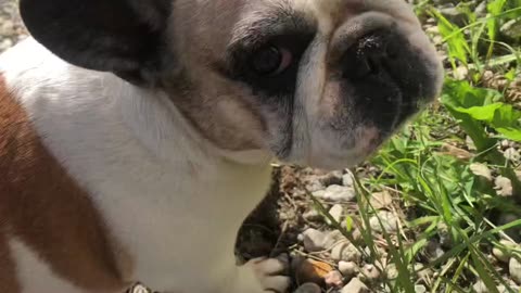 Cabin building part 4 🦺