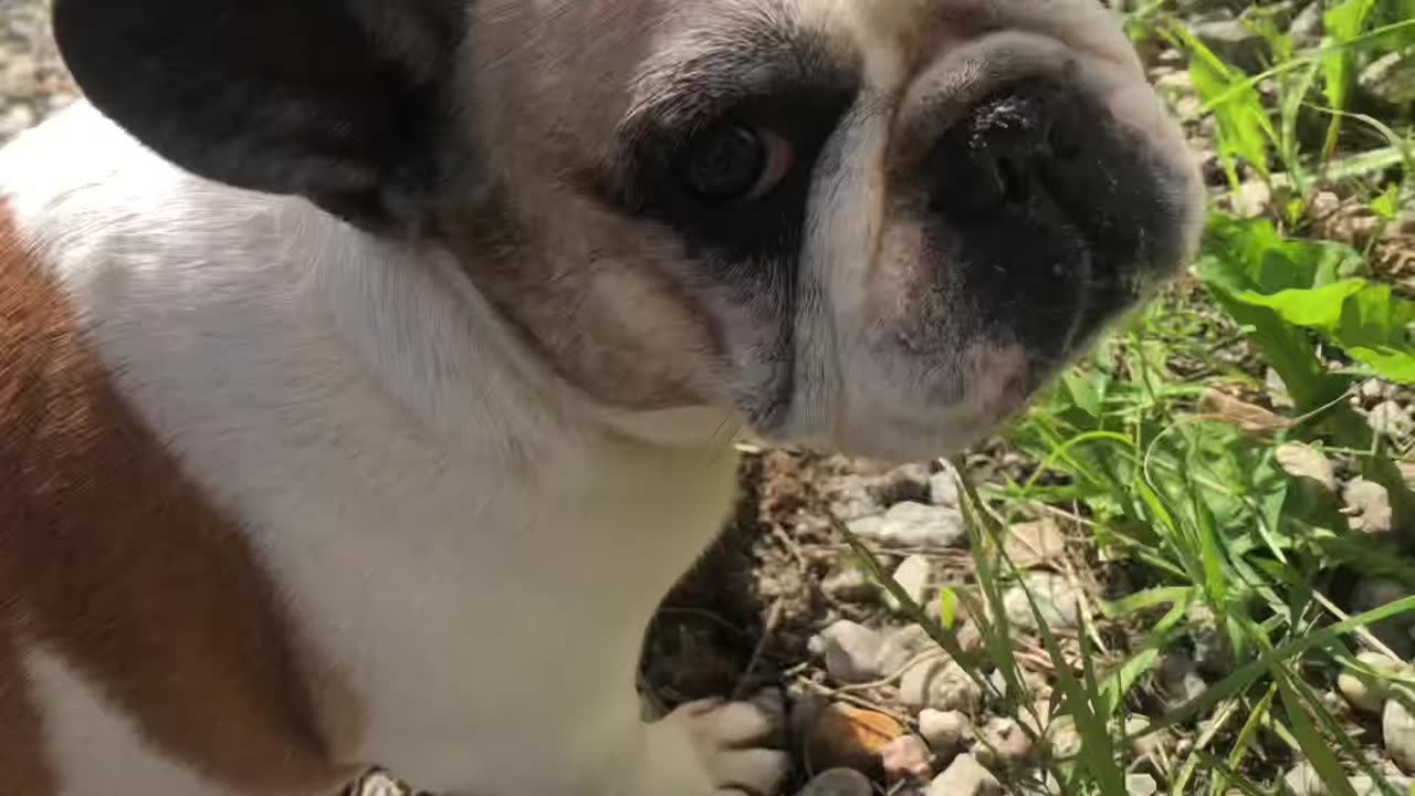 Cabin building part 4 🦺