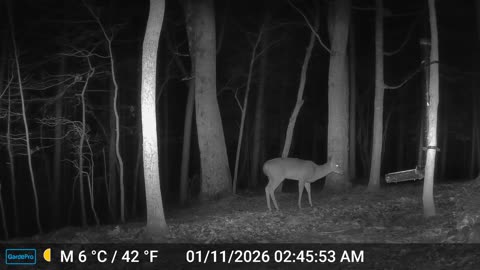 The Woods – 01/11/2026