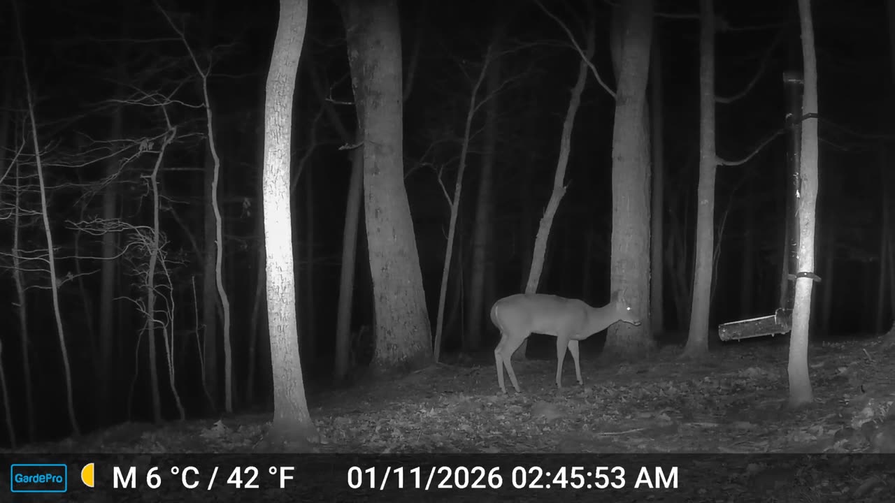 The Woods – 01/11/2026