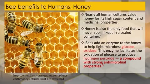The Incredible Design of Honeybees_ Proof of a Brilliant Creator