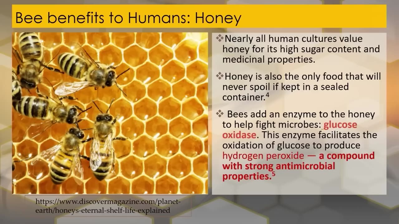 The Incredible Design of Honeybees_ Proof of a Brilliant Creator