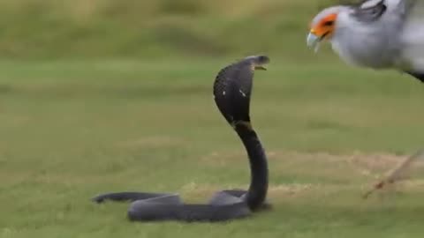 Jungle life -2 Episode