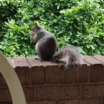 Giving unsalted walnut to Mika The Squirrel