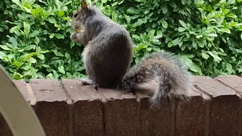 Giving unsalted walnut to Mika The Squirrel