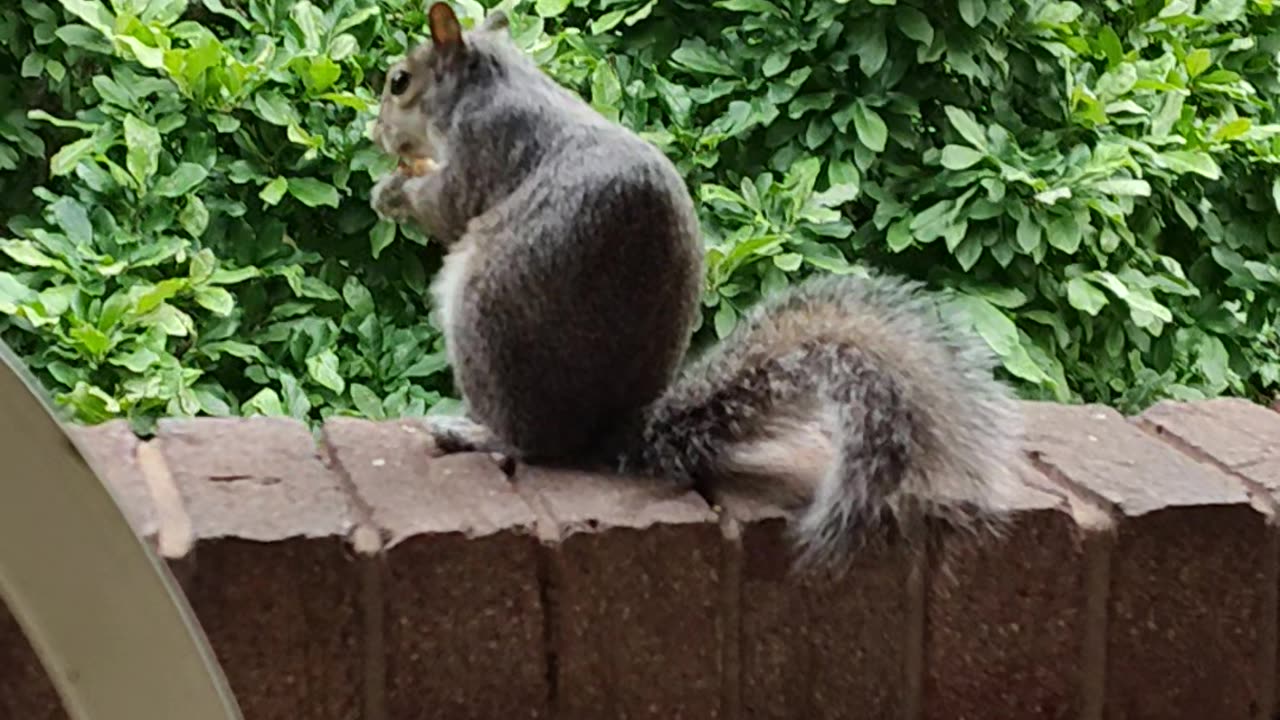 Giving unsalted walnut to Mika The Squirrel