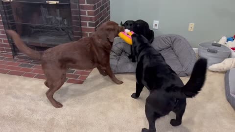Trio Of Labradors Pull Toy From Every Direction