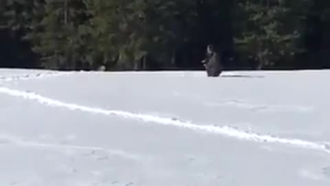 This man cleared a path through deep snow to guide a deer back into the forest.