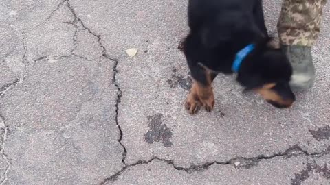 🐶🏆 Ukraine Russia War | Heartwarming Encounter with a Rottweiler Puppy in Ukraine | RCF