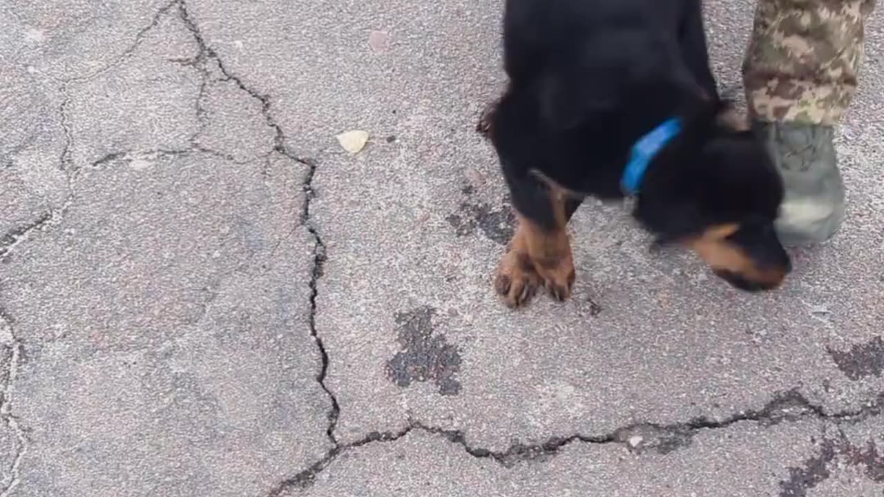 🐶🏆 Ukraine Russia War | Heartwarming Encounter with a Rottweiler Puppy in Ukraine | RCF