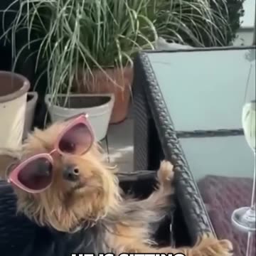 🐶😂 Hilarious Pet Antics Compilation | Try Not to Laugh! 🎬