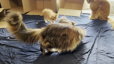 The Psychedelic Maine Coon Catnip Experience -