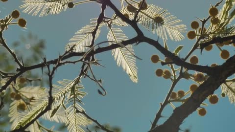 mixkit-tree-with-yellow-flowers