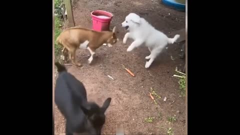 Endless Laughter with These Funny Animals! 😂🐾