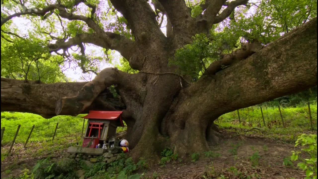 にっぽん巨樹の旅ミニ 「神様の木に会う 志々島の大クス(香川・志志島)」（5分）