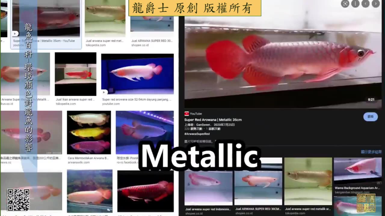 【龍爵士】龍魚百科 環境顏色對龍魚的影響