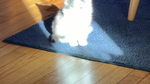 Kitten Fully Illuminated By Sunshine