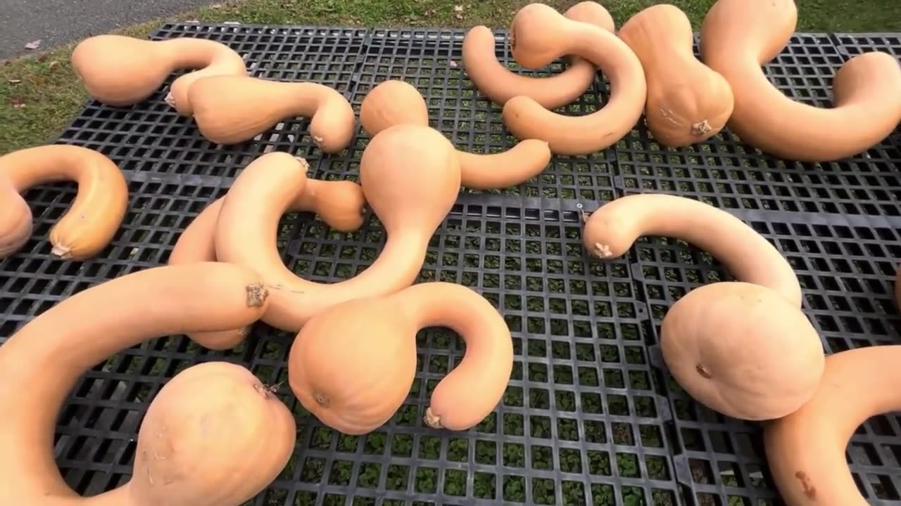 The Best Pumpkins Show - Spring Meadow Farms