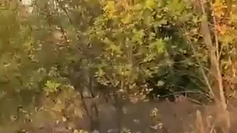 🐫🇺🇦 Ukraine Russia War | Ukrainian Forces Use Camels in Battle | RCF