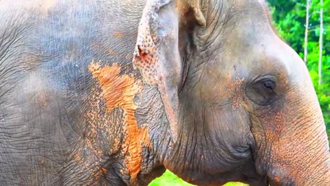 -Dolby Vision 🌿 Wildlife 12K HDR 120fps in 2024 (EXTREME COLORS)