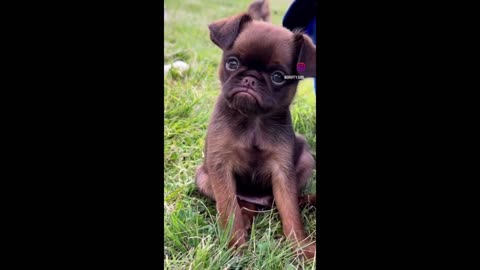 I dare you not to LAUGH at these FUNNY DOGS 😁🦮