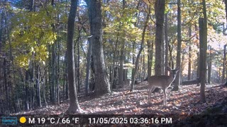 The Woods – 11/06/2025