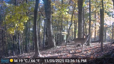 The Woods – 11/06/2025