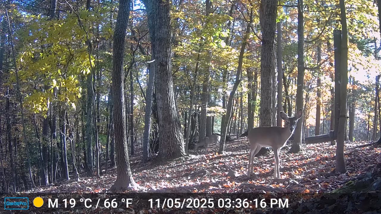 The Woods – 11/06/2025