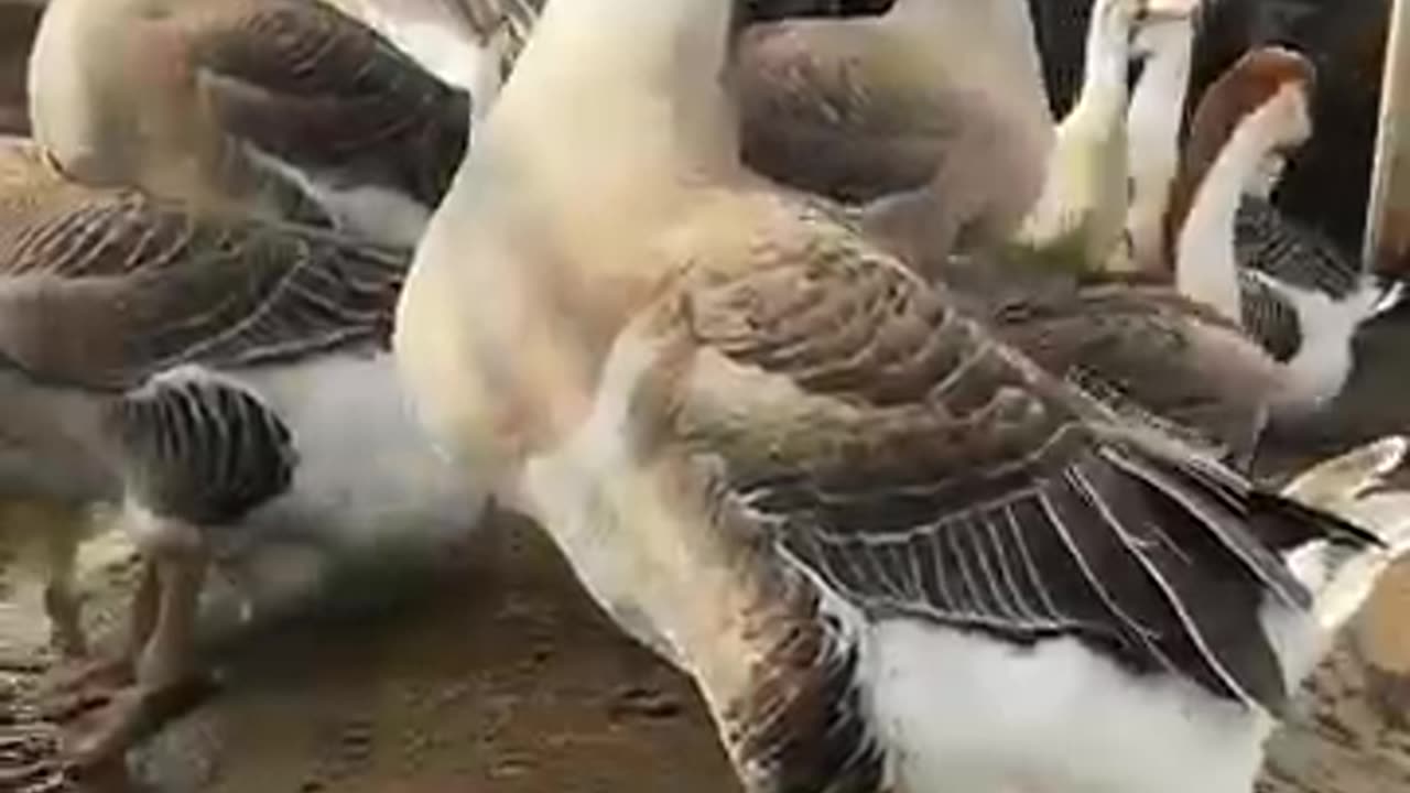 Before & After Animals Growing Up. 🤤 Animal Transformation Amazing