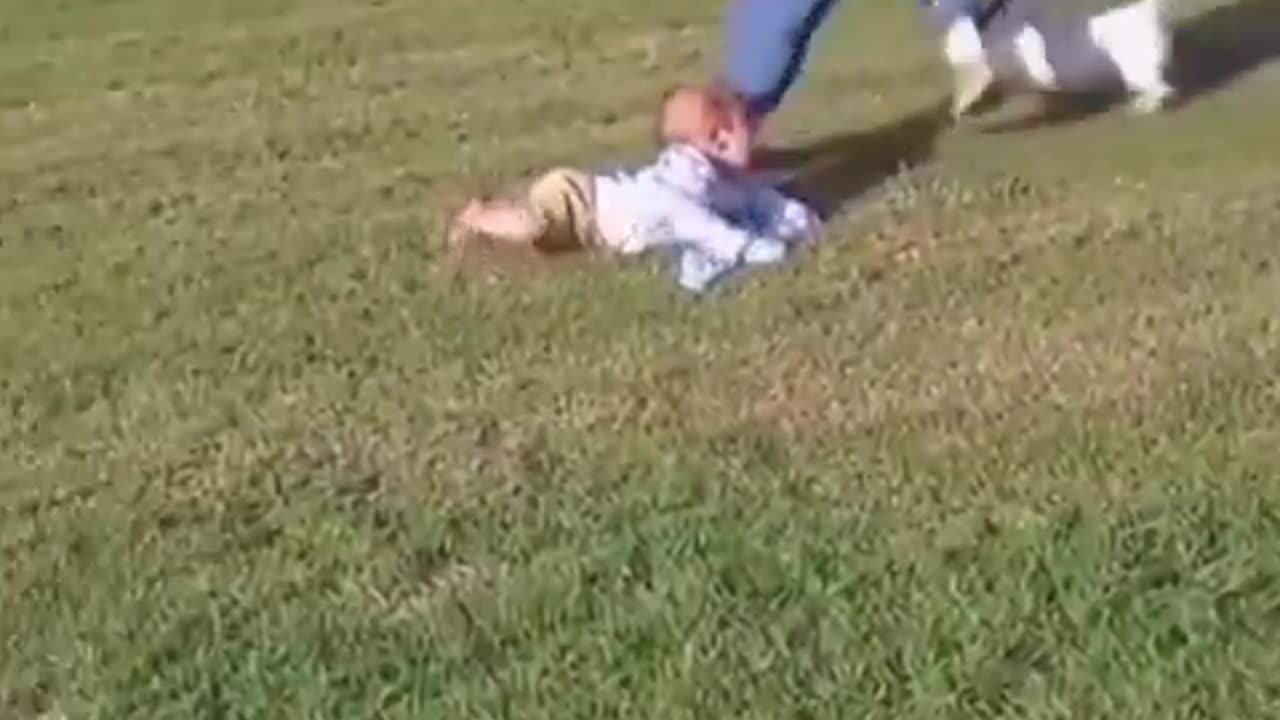 CLEVER DOG CARELESS PARENTS