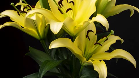 the flowers that are blooming are very beautiful