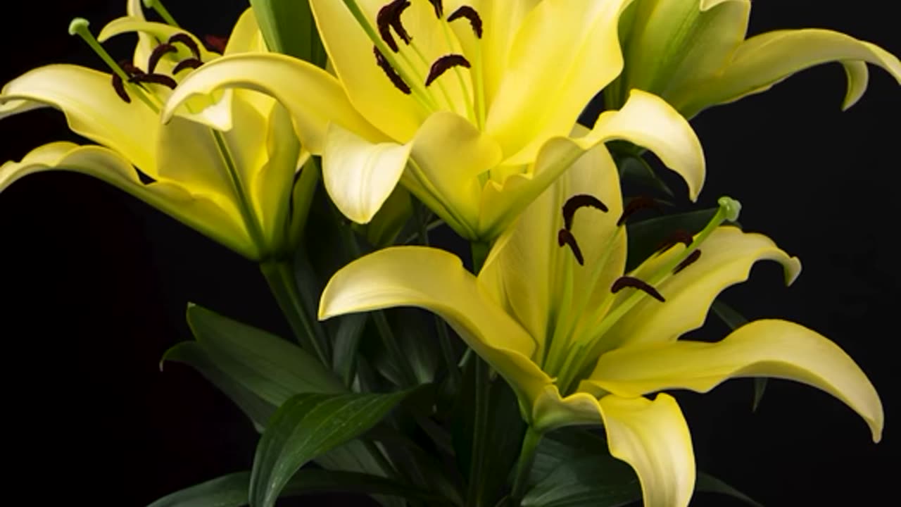 the flowers that are blooming are very beautiful