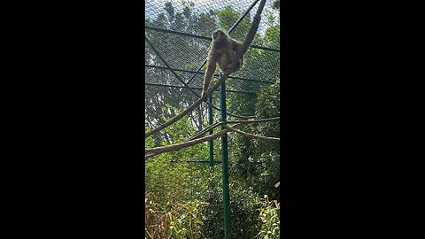 White-handed Gibbon monkey 🐒 #primate #monkey #followme #trending #viral #shorts