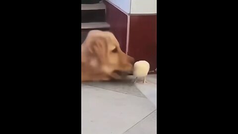 Cute Chicks and Their Adorable Dog Friends! 😍 😍