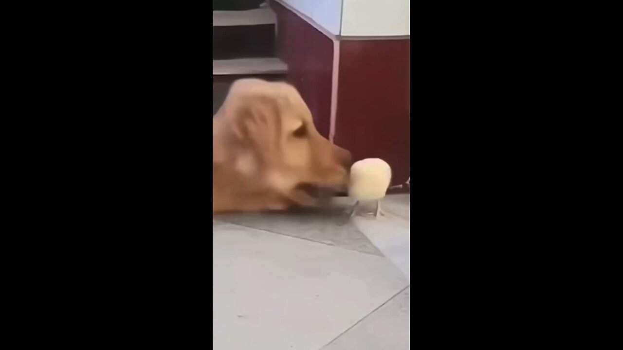 Cute Chicks and Their Adorable Dog Friends! 😍 😍