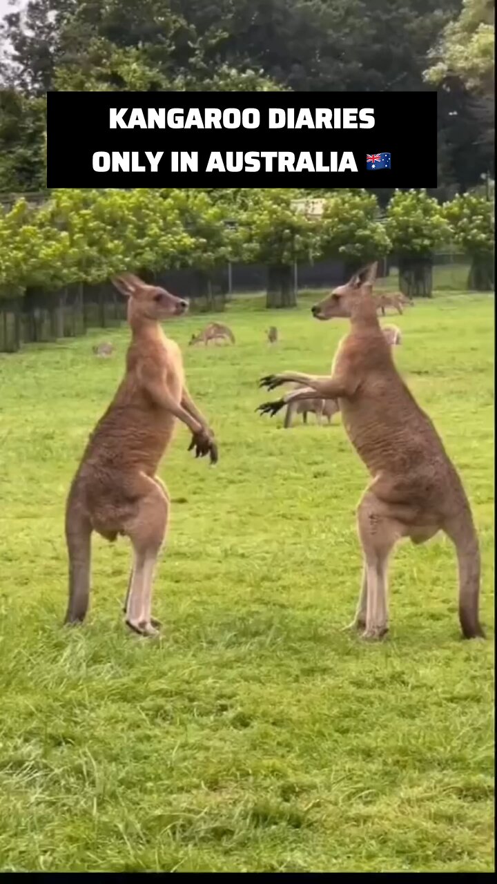 Kangaroos fighting