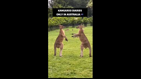 Kangaroos fighting
			