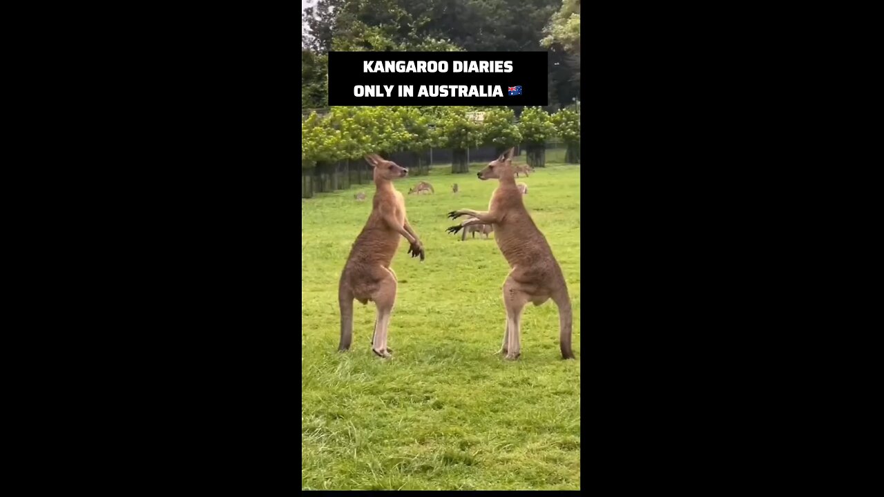 Kangaroos fighting